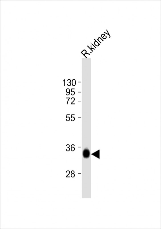 m00965 1 anti tst antibody c term wb testing 2