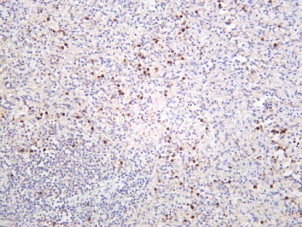 Human spleen was stained with anti-4E-BP1 rabbit antibody