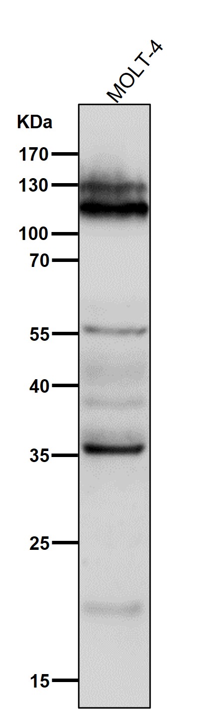 Western blot analysis of NFAT1 expression in Ramos cell lysate.