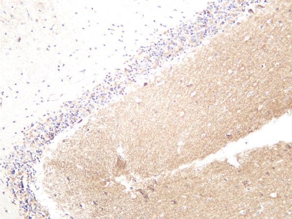 Ratbrain was stained with anti-LRP6 rabbit antibody