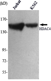 Western Blot analysis using HDAC4 Monoclonal Antibody against Jurkat, K562 cell lysate