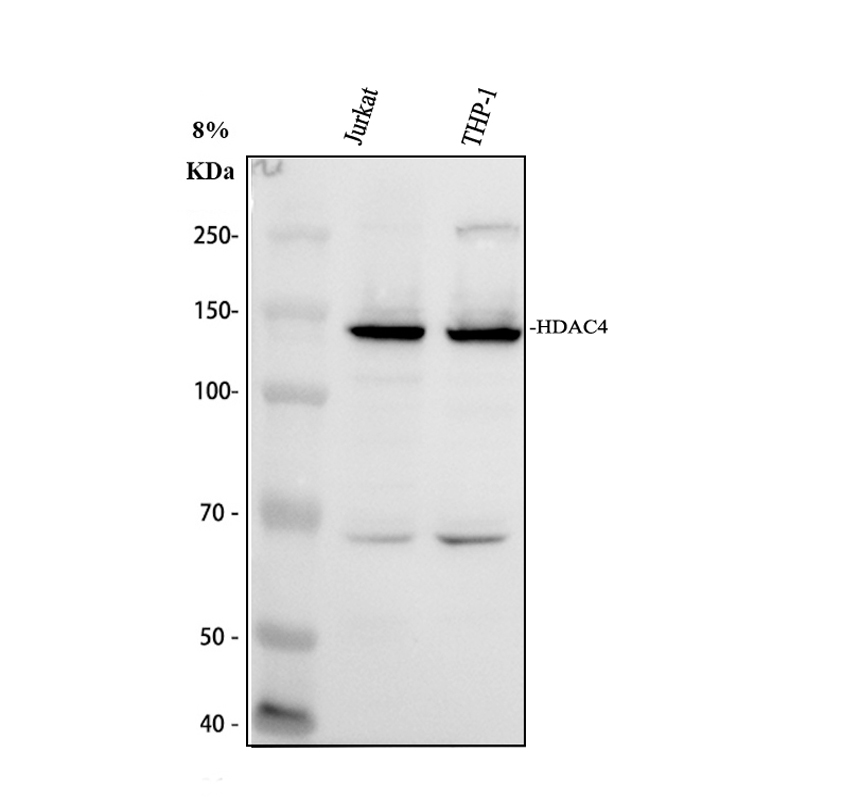 Western blot analysis of HDAC4 using anti-HDAC4 antibody (M00971)