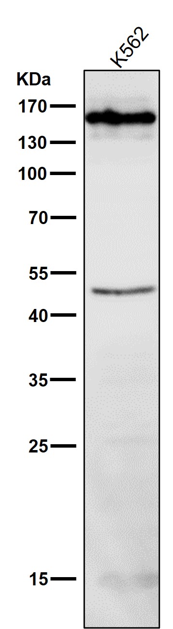 All lanes use the Antibody at 1:500 dilution for 1 hour at room temperature