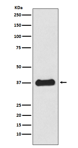 Western blot analysis of Follistatin expression in HepG2 cell lysate