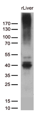 Western blot analysis of extracts (35ug) from rat liver lysates by using anti-ABCC2 monoclonal antibody (1:500)