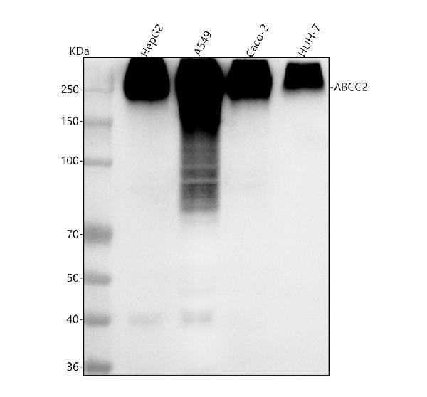 m00974 abcc2 primary antibodies wb testing 1