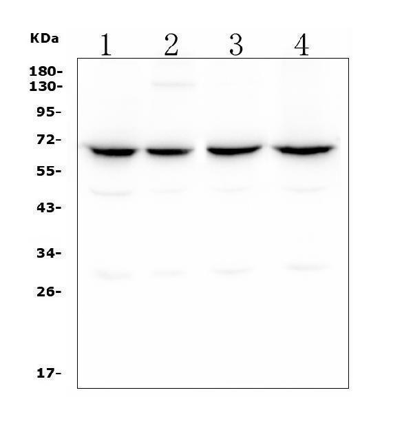  Western blot analysis of CLPX using anti ZO-1 antibody (M00978)