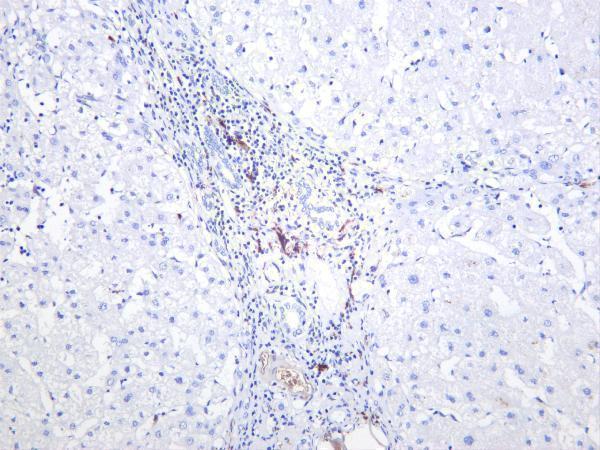 Human liver was stained with anti-S100B rabbit antibody