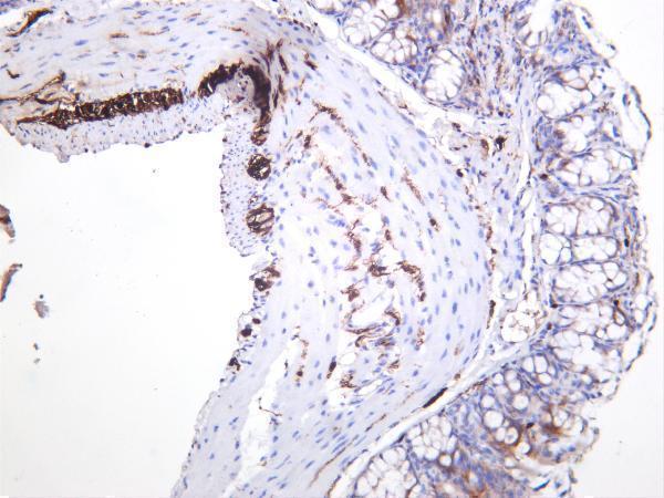 Mouse colon was stained with anti-S100B rabbit antibody