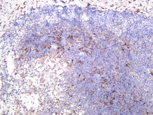 m00979 4 s100b primary antibodies ihc testing 4