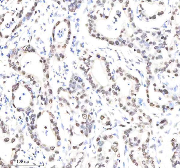 m00984 nedd4 primary antibodies ihc testing 3