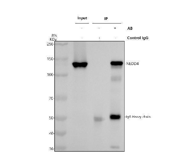 m00984 nedd4 primary antibodies ip testing 1