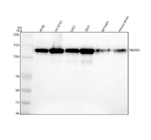 m00984 nedd4 primary antibodies wb testing 1