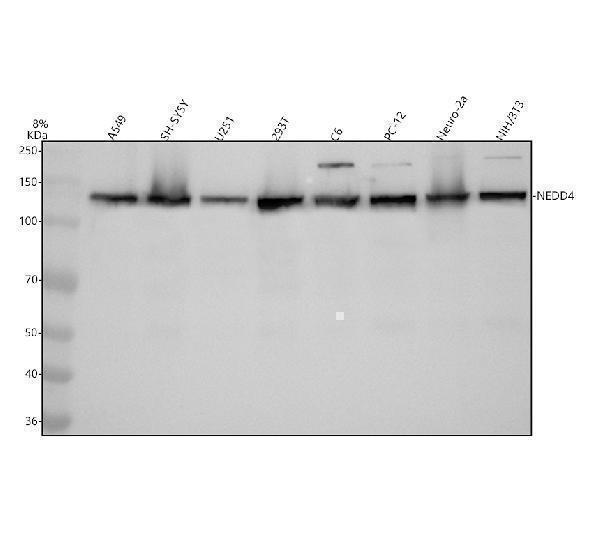 m00984 nedd4 primary antibodies wb testing 2_1