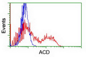 HEK293T cells transfected with either ACD (Myc-DDK-tagged) overexpress plasmid (Red) or empty vector control plasmid (Blue) were immunostained by anti-ACD antibody (M00985)