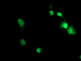 m00985 anti ptop acd mouse monoclonal antibody clone id oti1a2 if testing 4