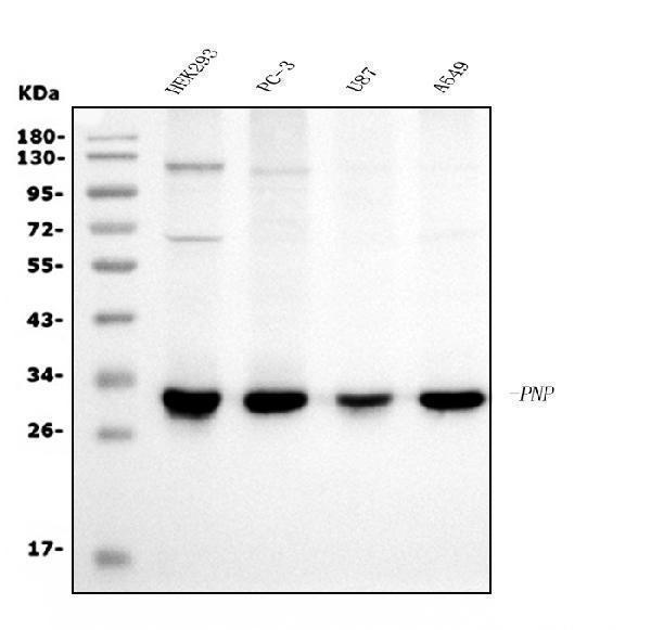  Western blot analysis of PNP using anti-PNP antibody (M00988)