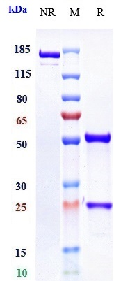 Anti-F11/Factor XI Reference Antibody (osocimab) on SDS-PAGE under reducing (R) condition
