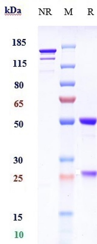 Anti-F11/Factor XI Reference Antibody (abelacimab) on SDS-PAGE under reducing (R) condition