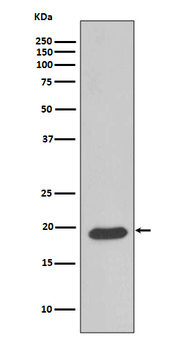 Western blot analysis of Caveolin 3 expression in Human fetal heart lysate