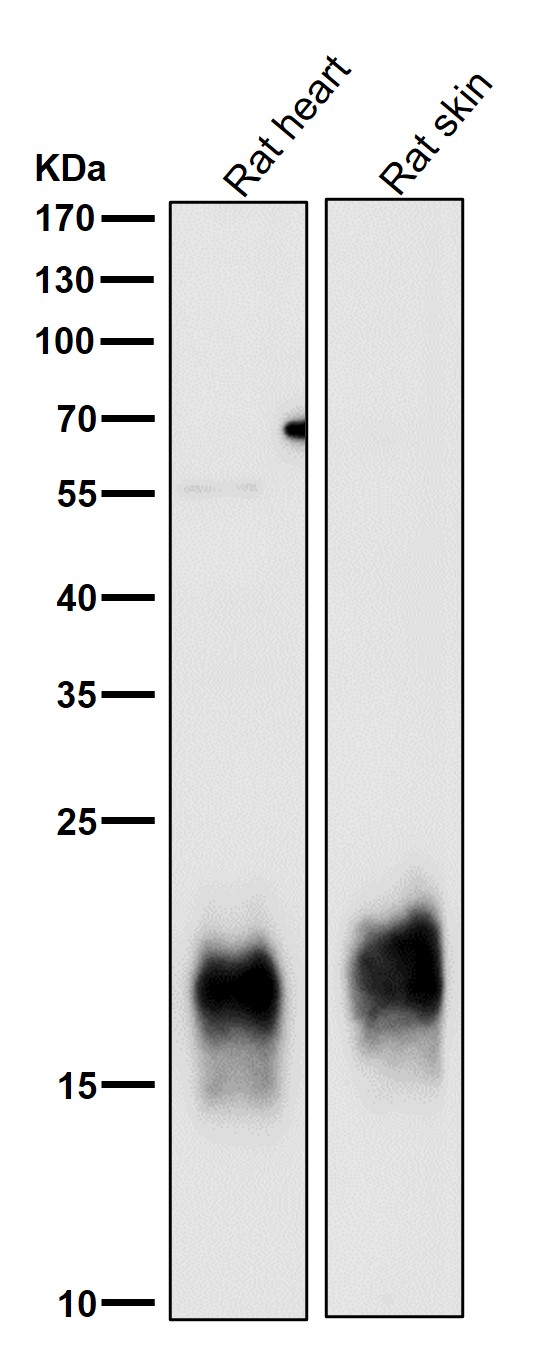 All lanes use the Antibody at 1:3K dilution for 1 hour at room temperature
