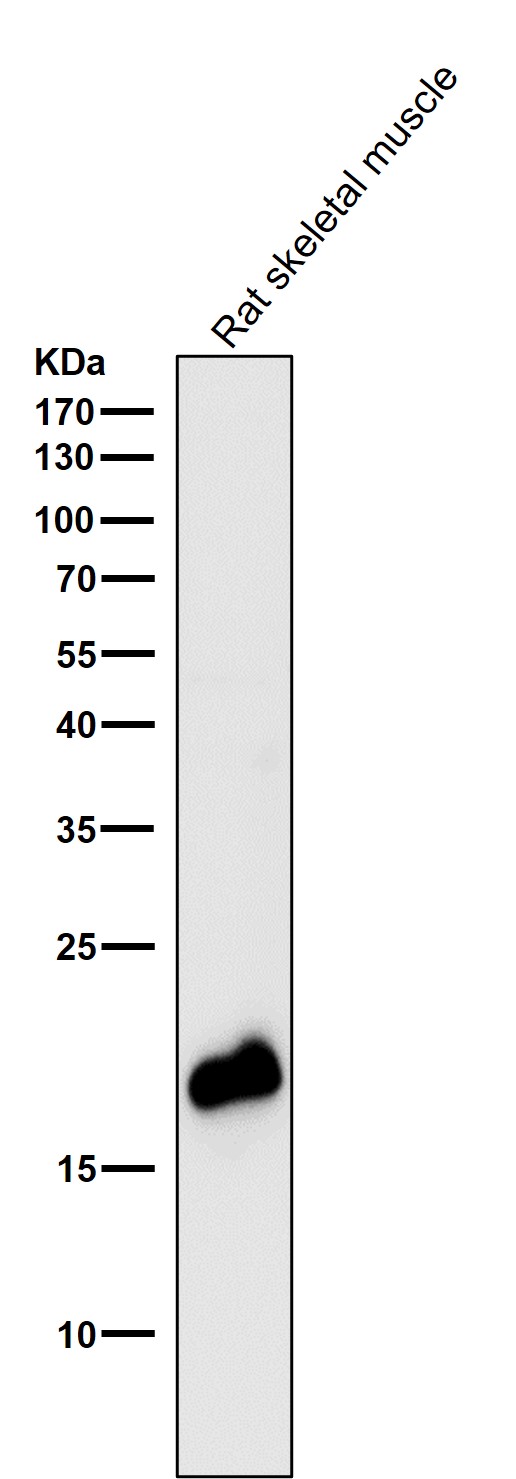 All lanes use the Antibody at 1:3K dilution for 1 hour at room temperature