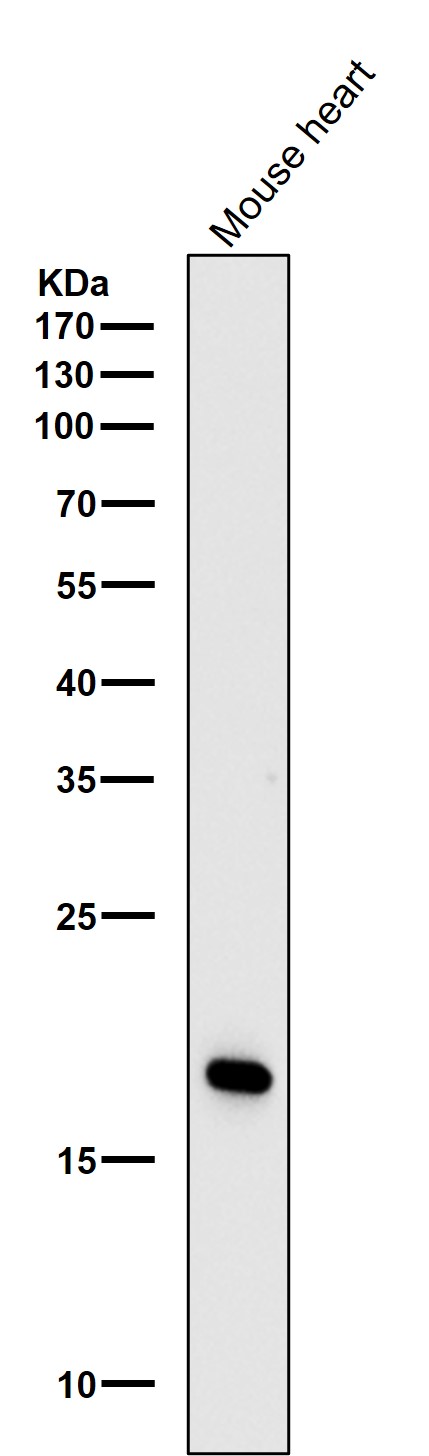 All lanes use the Antibody at 1:3K dilution for 1 hour at room temperature