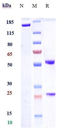 Anti-Syndecan-1/CD138 Reference Antibody (indatuximab) on SDS-PAGE under reducing (R) condition