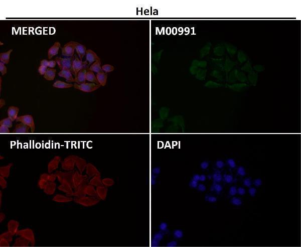 Immunofluorescent analysis using the Antibody at 1:150 dilution