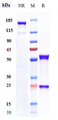 Anti-PLAUR/uPAR/CD87 Reference Antibody (ATN-658) on SDS-PAGE under reducing (R) condition