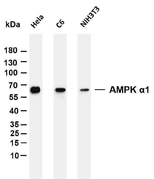 Various whole cell lysates were separated by 4-20% SDS-PAGE, and the membrane was blotted with anti-AMPK α1 antibody
