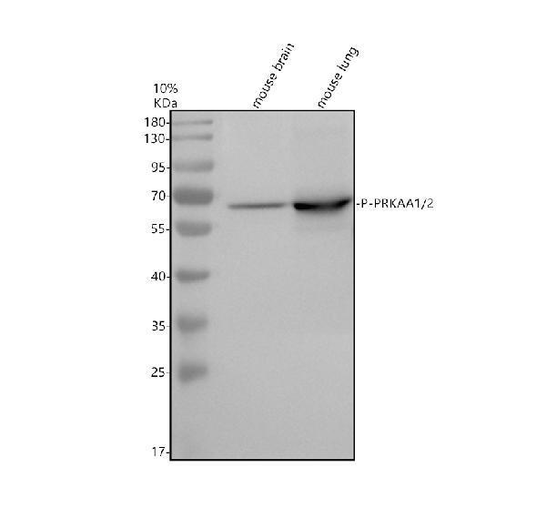 m00994 3 prkaa1 primary antibodies wb testing 1