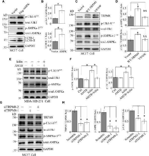 Involvement of the AMPK-ULK1-LC3 signaling cascade in TRPM8-stimulated autophagy