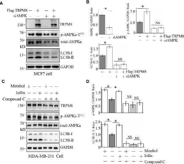 Influence of AMPK impairment on the stimulatory effect of TRPM8 on autophagy