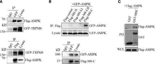 AMPK interacts with TRPM8