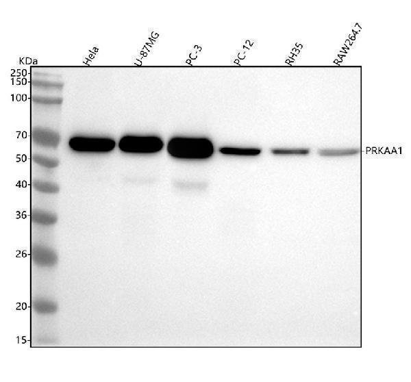 m00994 prkaa1 primary antibodies wb testing 1