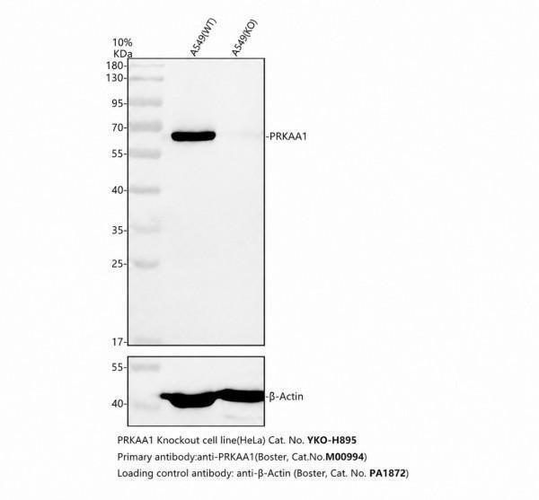 m00994 prkaa1 primary antibodies wb testing 2_1