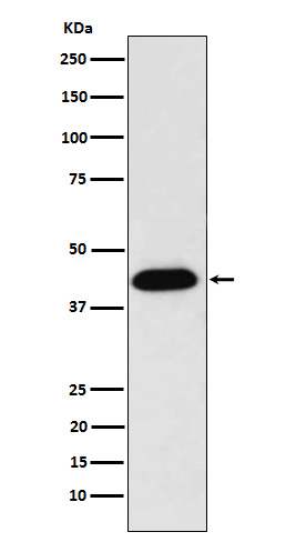 Western blot analysis of NUDC expression in HeLa cell lysate