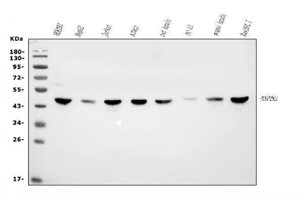 m00996 2 map2k2 primary antibodies wb testing 1