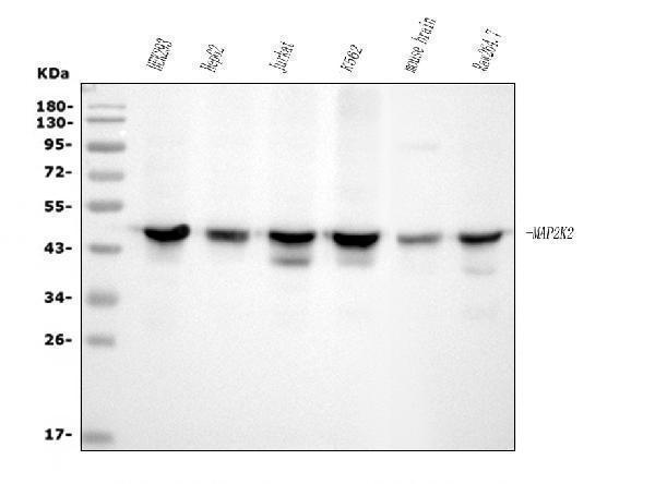 Western blot analysis of MEK2/MAP2K2 using anti-MEK2/MAP2K2 antibody (M00996-3)