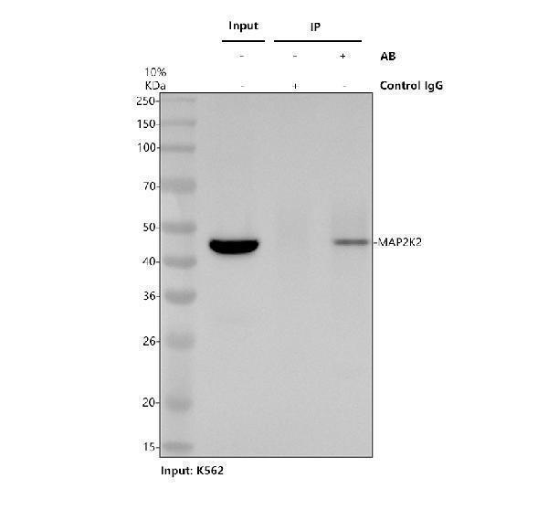 Immunoprecipitating (IP) MAP2K2 in K562 whole cell lysate