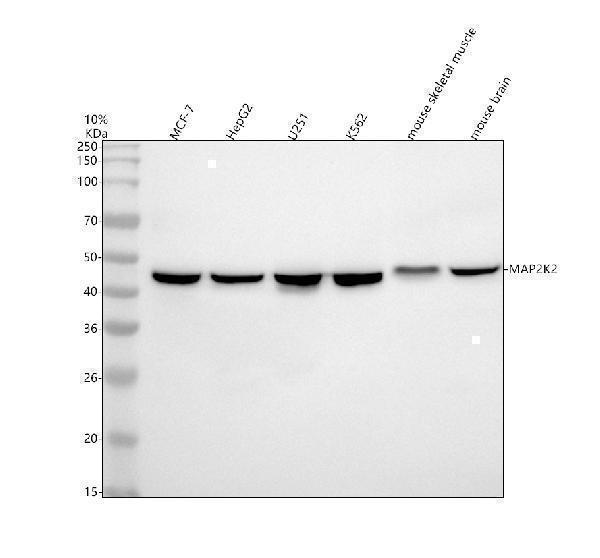 Western blot analysis of MAP2K2 using anti-MAP2K2 antibody (M00996)