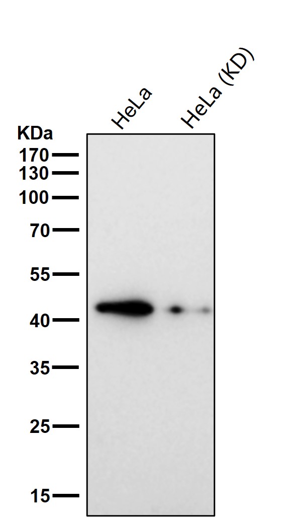 m01001 2 kd1