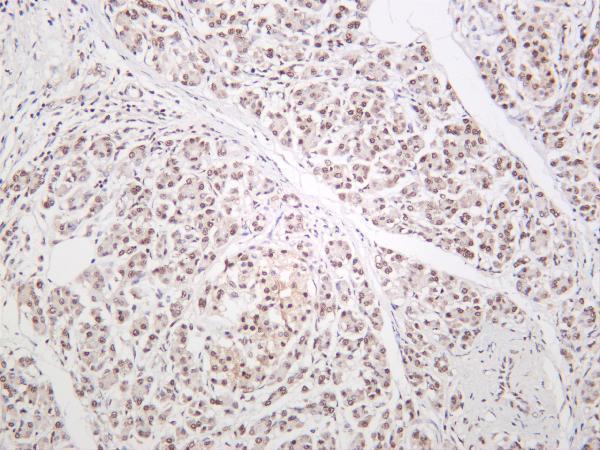 m01001 3 tardbp primary antibodies ihc testing 3