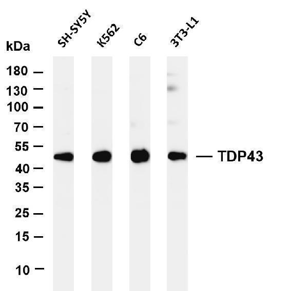m01001 3 tardbp primary antibodies wb testing 1