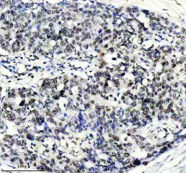 m01001 tardbp primary antibodies ihc testing 5