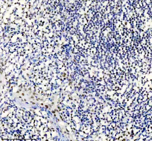 m01001 tardbp primary antibodies ihc testing 6