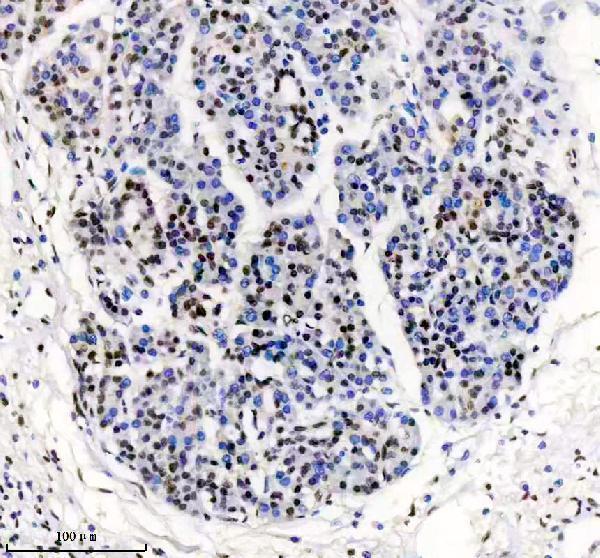 m01001 tardbp primary antibodies ihc testing 8