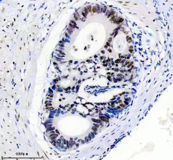 m01001 tardbp primary antibodies ihc testing 9