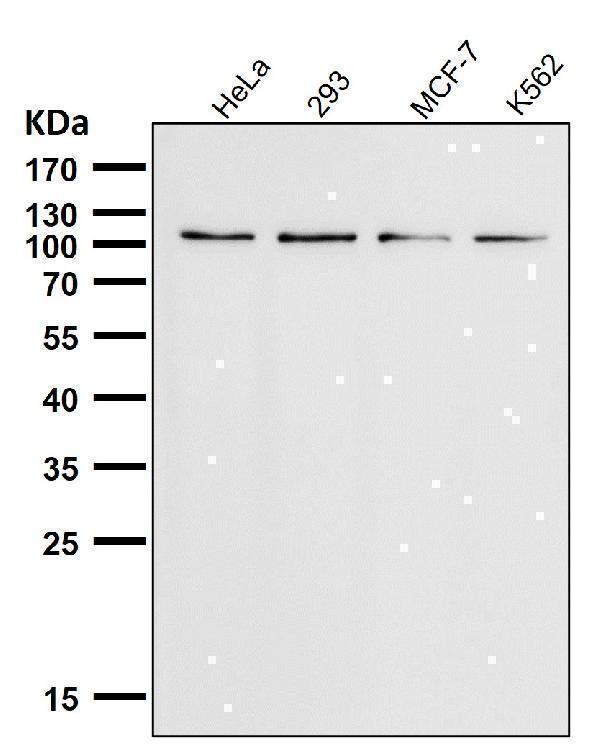 All lanes use the Antibody at 1:3K dilution for 1 hour at room temperature
